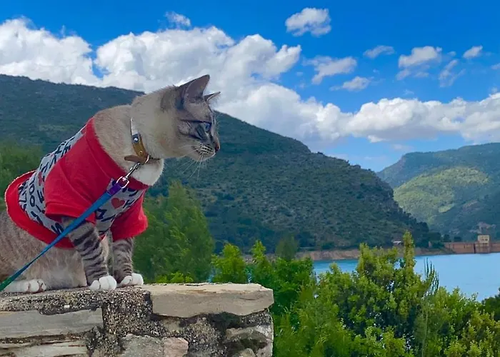 El Curro 4*